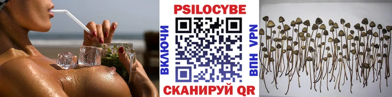 хочу наркоту Короча Псилоцибиновые грибы Psilocybe